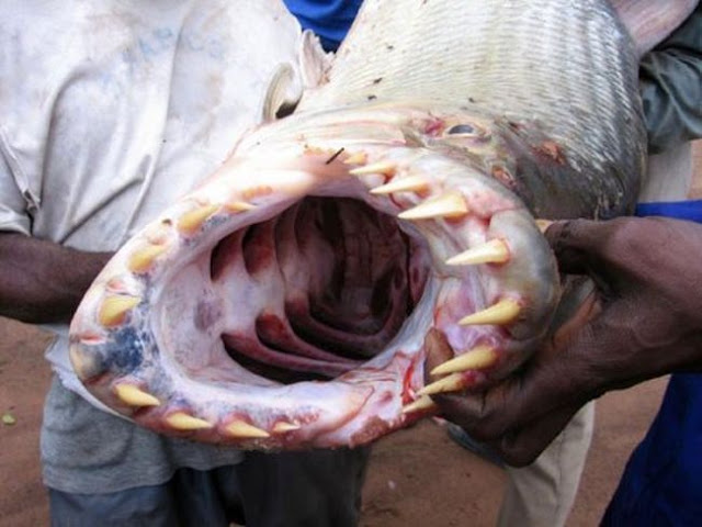 La pesca rusa 62